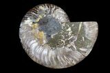 Cut & Polished Ammonite Fossil (Half) - Madagascar #166783-1